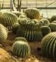 Cactus nel giardino d'inverno